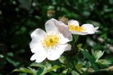 Rosa canina