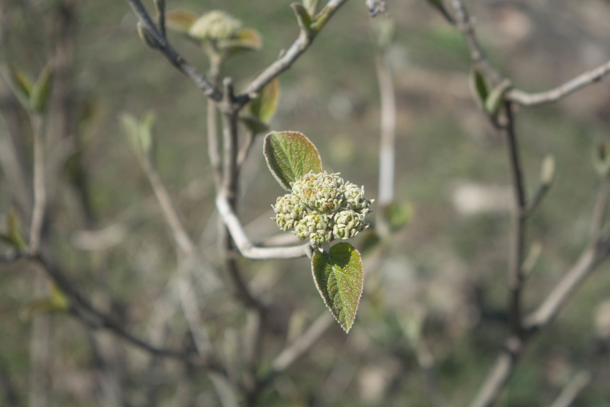 Изображение особи Viburnum lantana.