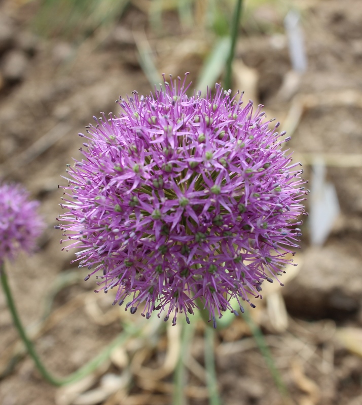 Image of Allium tschimganicum specimen.