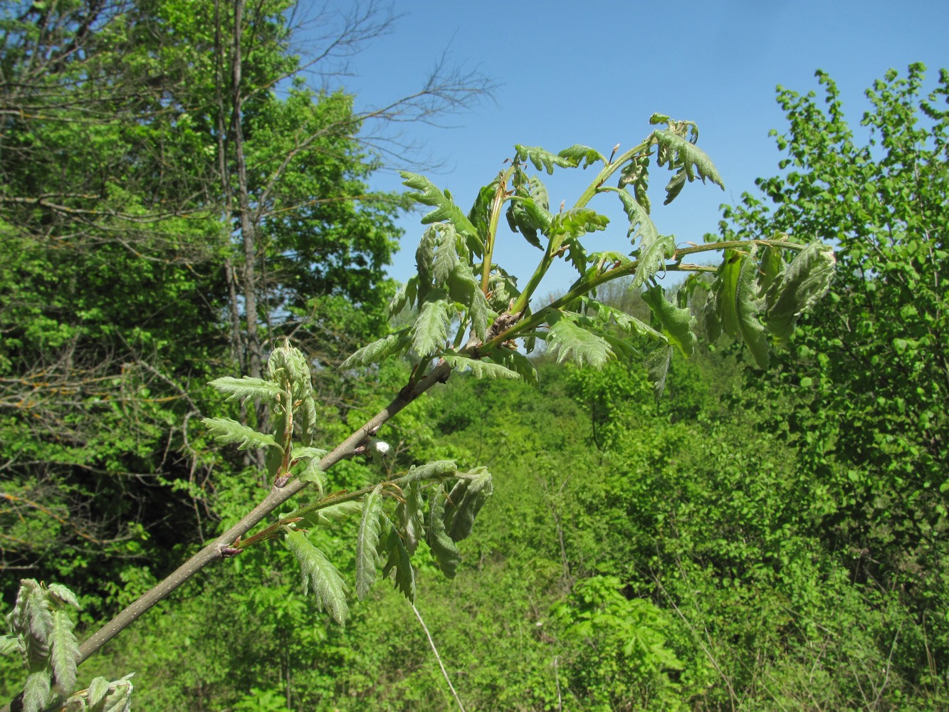 Изображение особи Quercus pubescens.