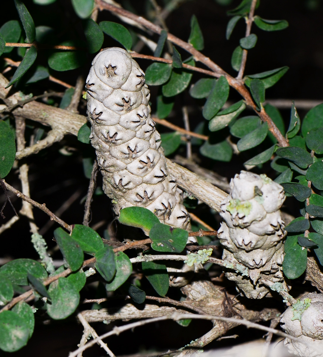 Image of Melaleuca elliptica specimen.