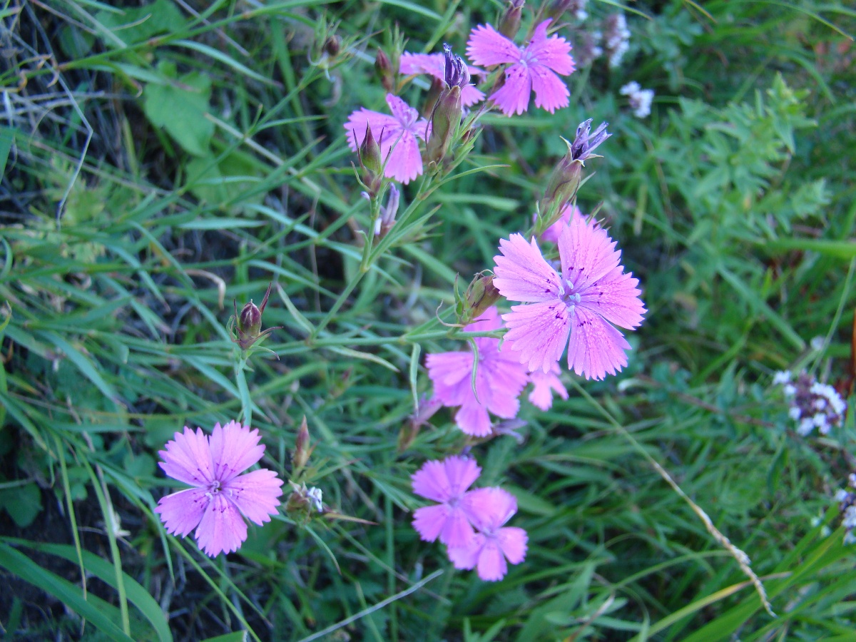Изображение особи Dianthus semenovii.