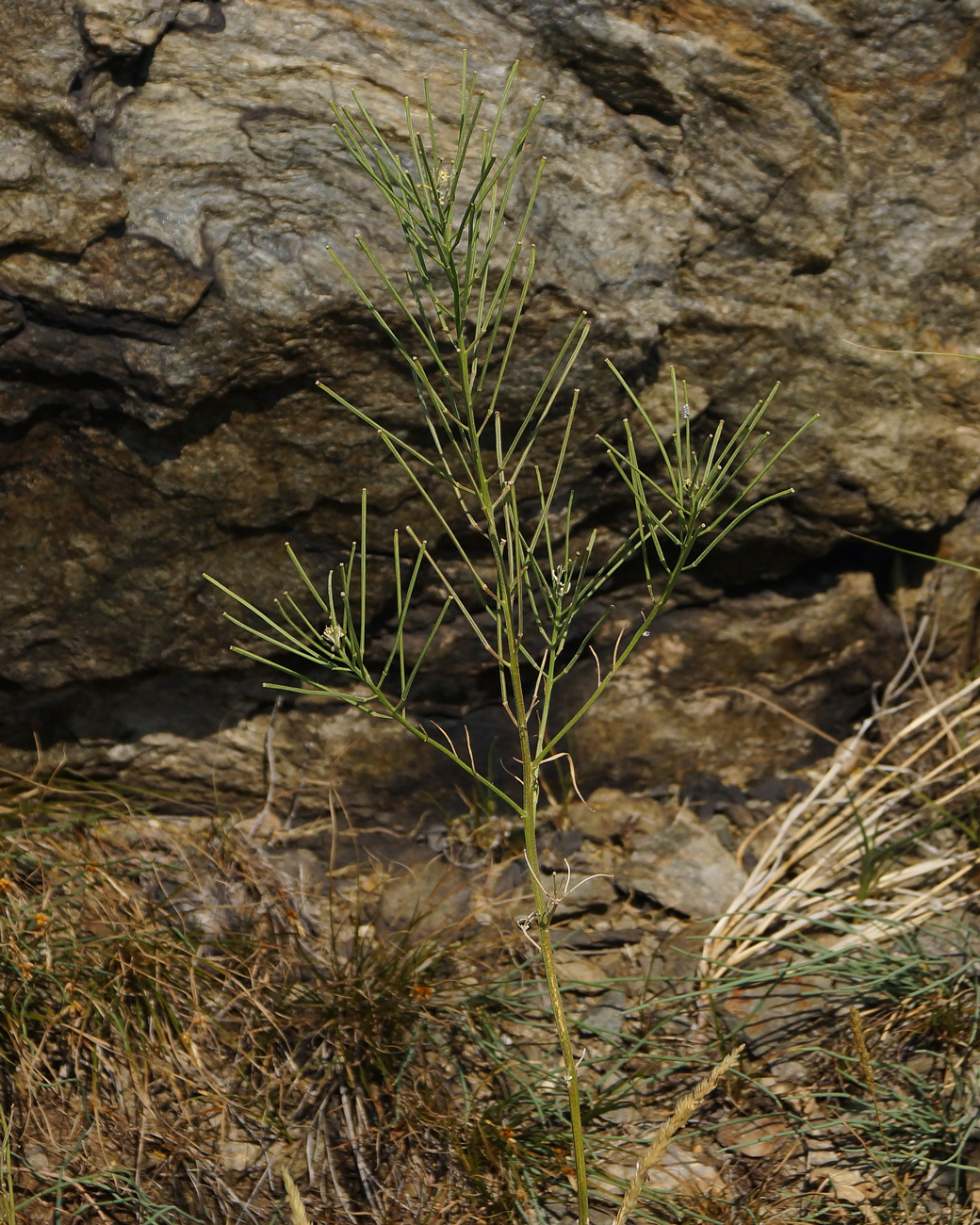 Image of Erysimum canescens specimen.