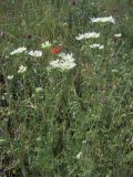 Orlaya grandiflora