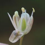Allium pallens подвид coppoleri