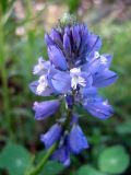 Polygala comosa