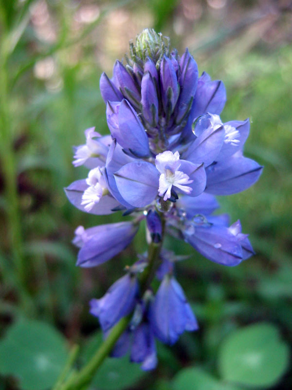 Изображение особи Polygala comosa.