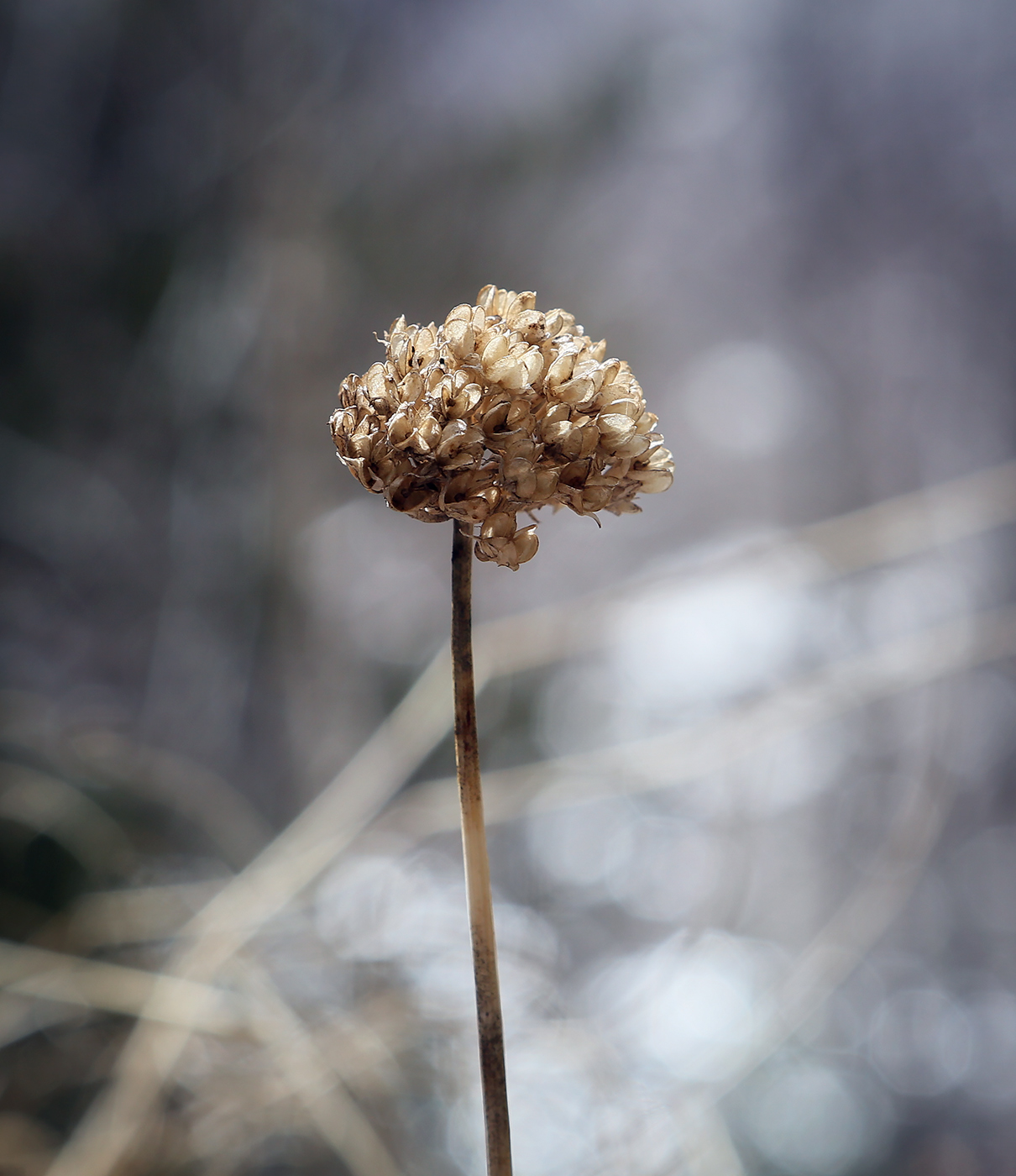 Image of Allium strictum specimen.