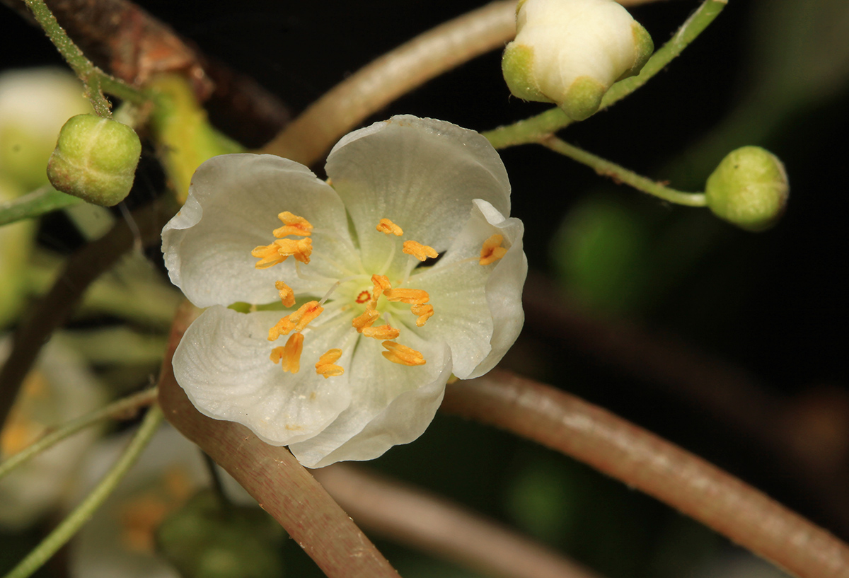 Изображение особи Actinidia kolomikta.