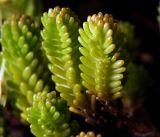 Sedum sexangulare