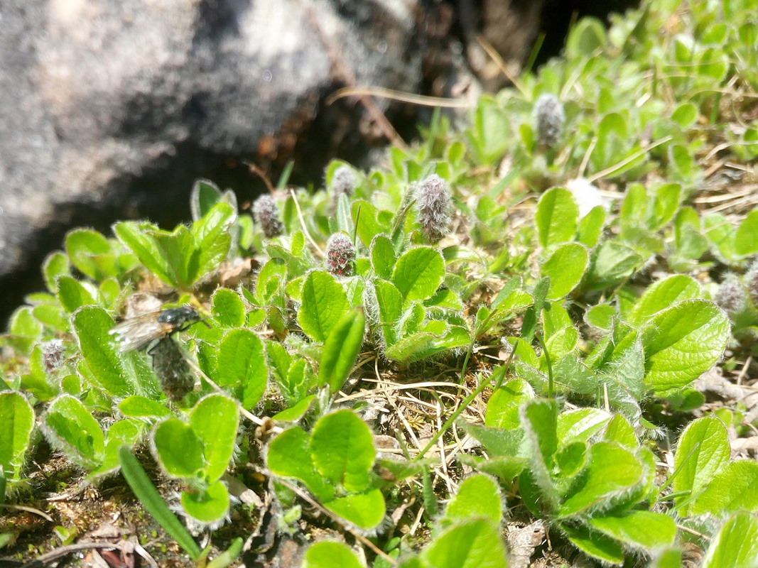 Изображение особи Salix torulosa.