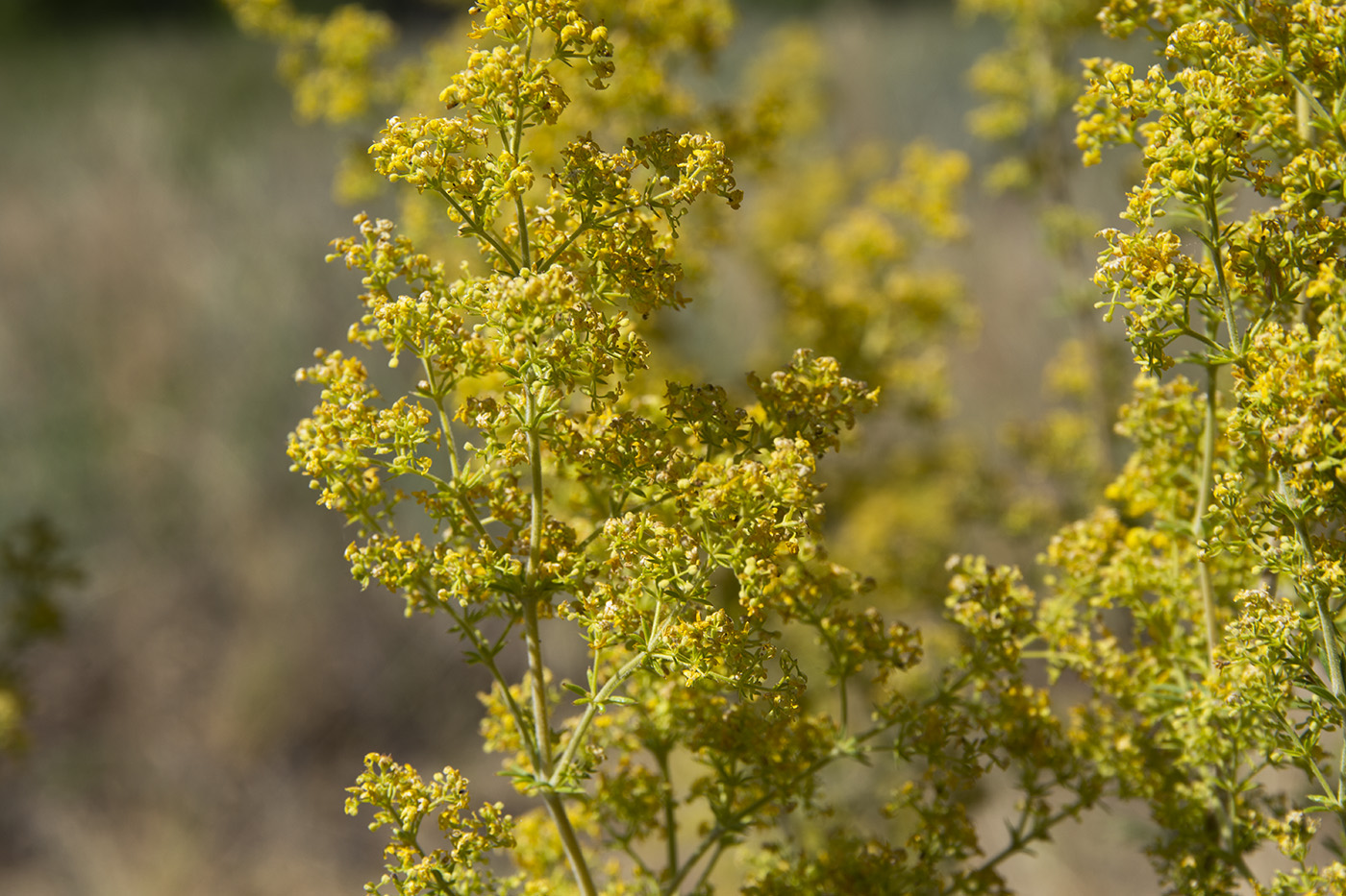 Изображение особи Galium verum.