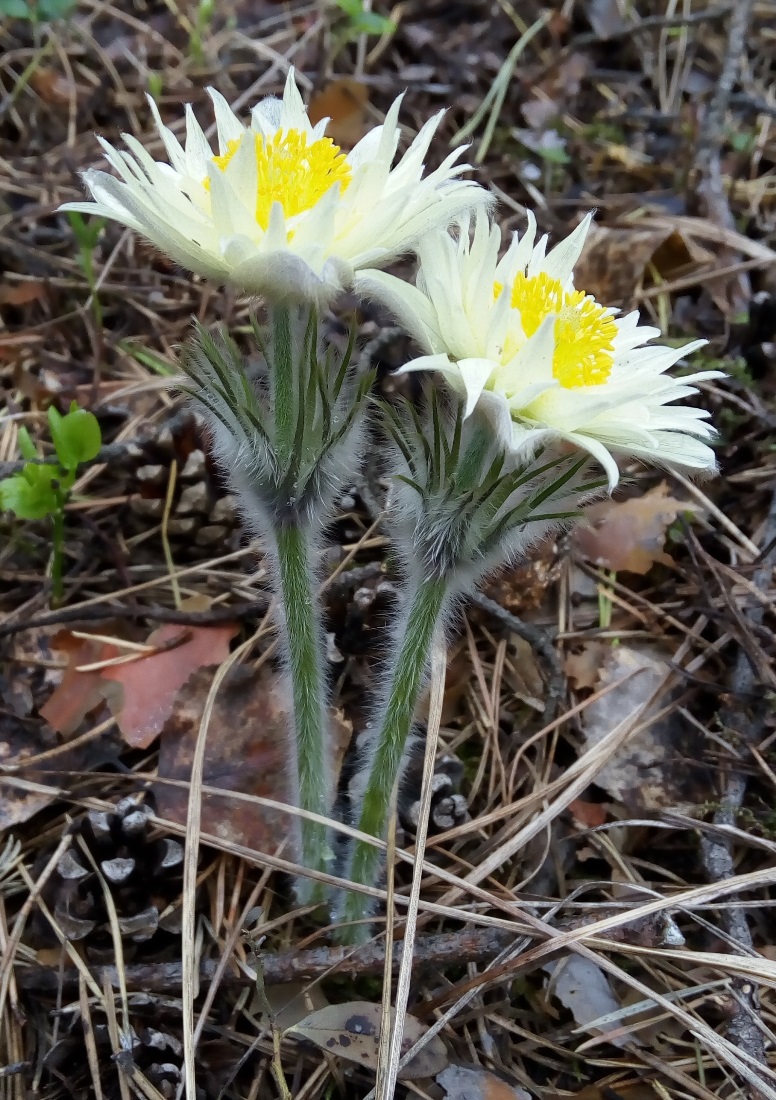 Изображение особи Pulsatilla uralensis.