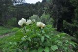 Paeonia macrophylla. Цветущее растение. Грузия, Боржоми-Харагаульский национальный парк, маршрут №1; гребень горного отрога, край поляны рядом с Picea orientalis ≈ 1850 м н.у.м. 26.05.2018.