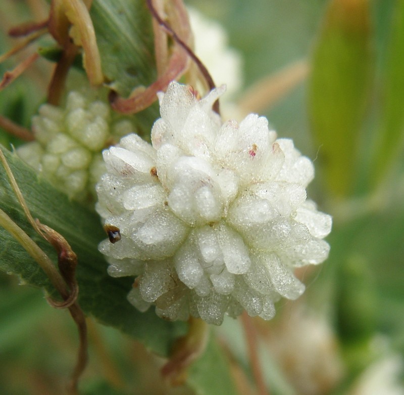 Image of Cuscuta planiflora specimen.