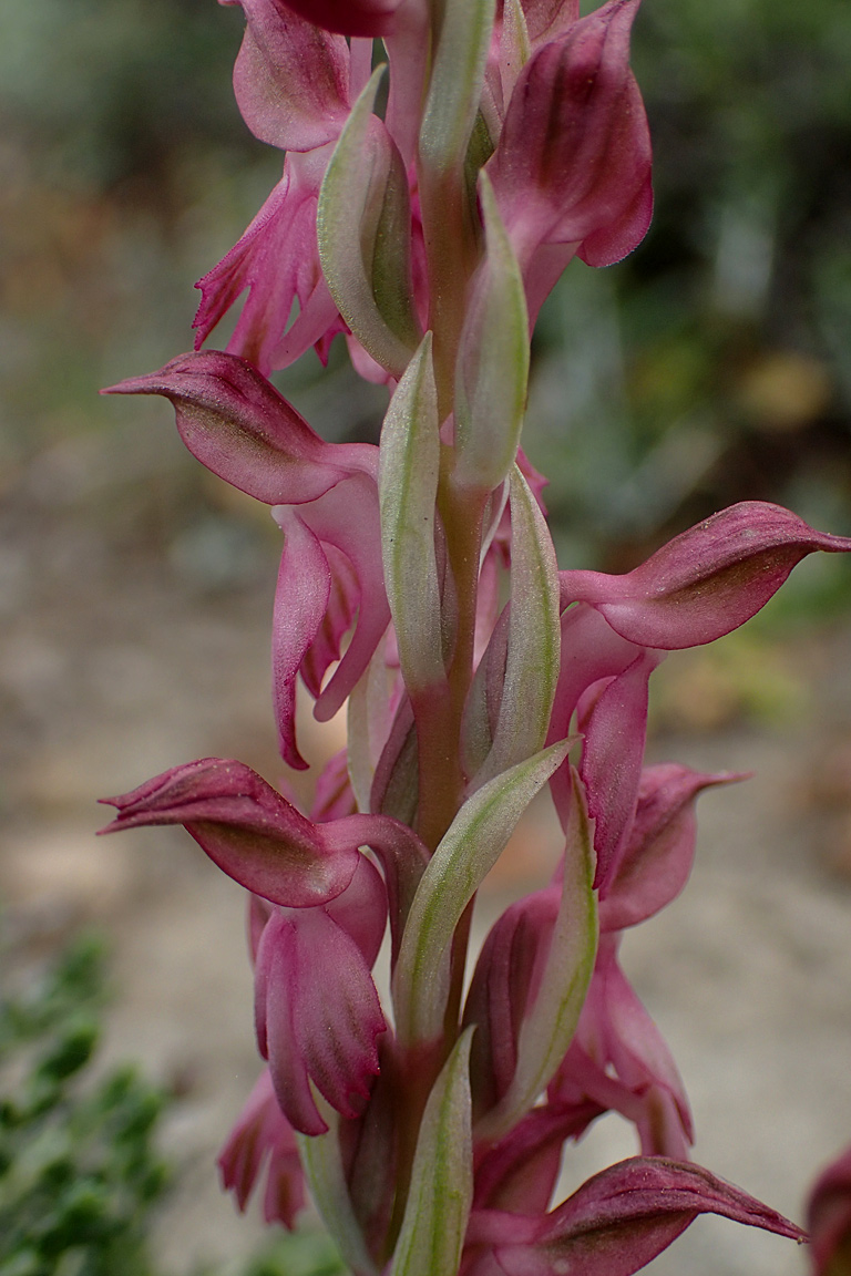 Изображение особи Anacamptis sancta.