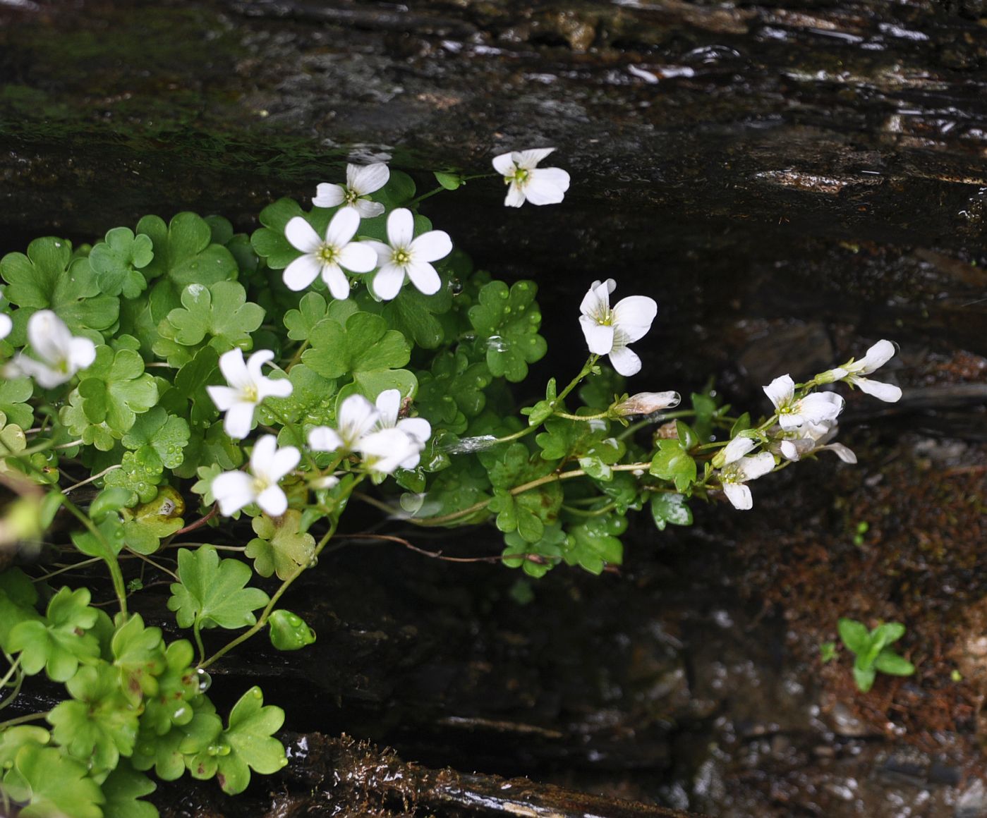 Image of Saxifraga sibirica specimen.