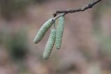 Corylus avellana. Верхушка веточки с мужскими соцветиями. Московская обл., окр. г. Фрязино, смешанный лес. 21 октября 2018 г.