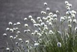 Eriophorum vaginatum