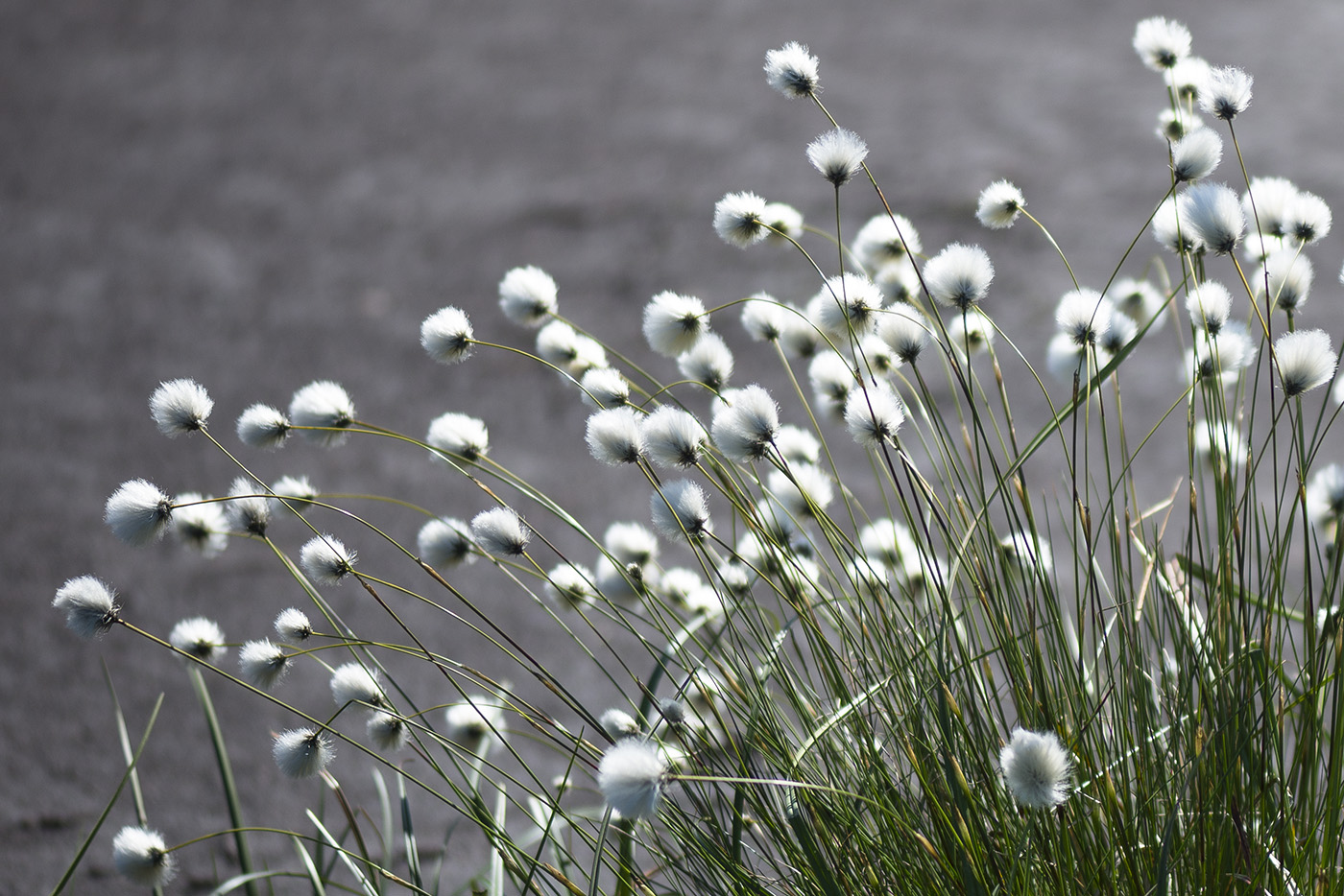 Изображение особи Eriophorum vaginatum.