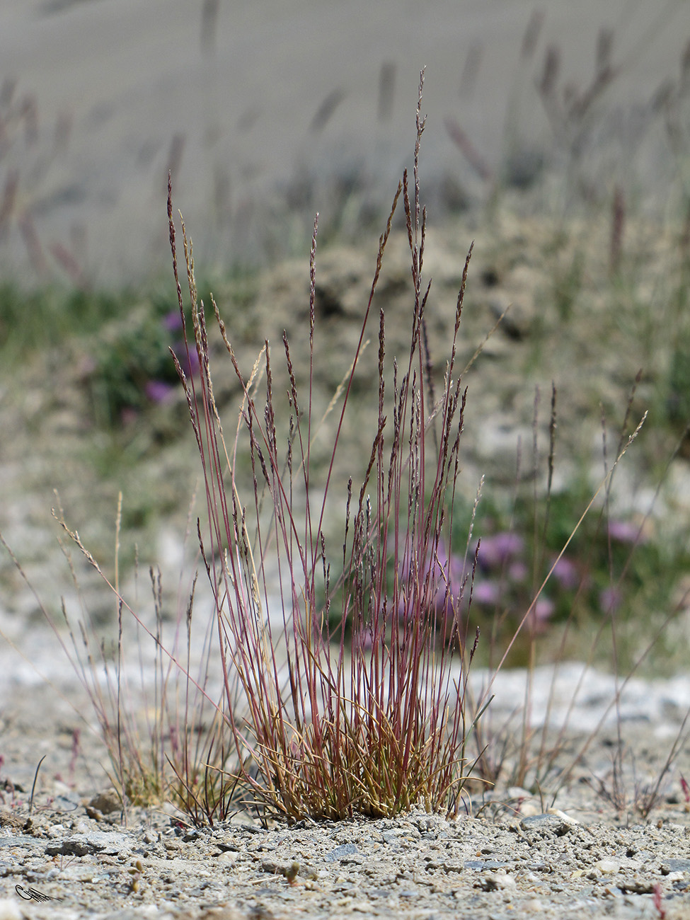 Image of Puccinellia pamirica specimen.