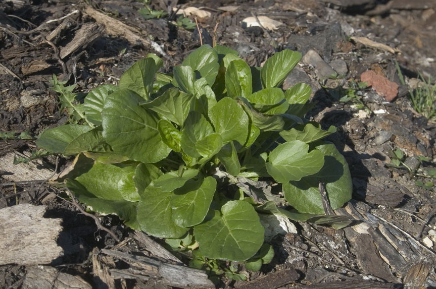 Image of Barbarea arcuata specimen.