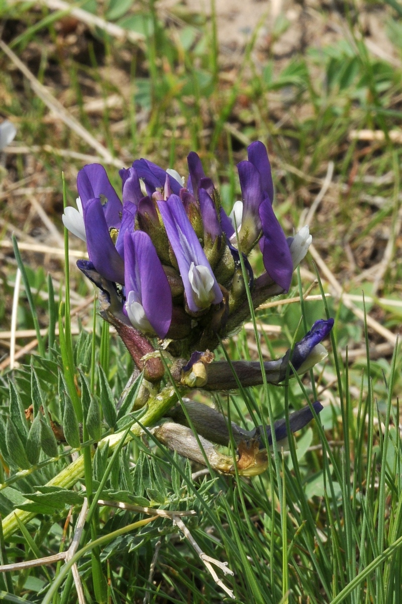 Изображение особи Astragalus skorniakowii.