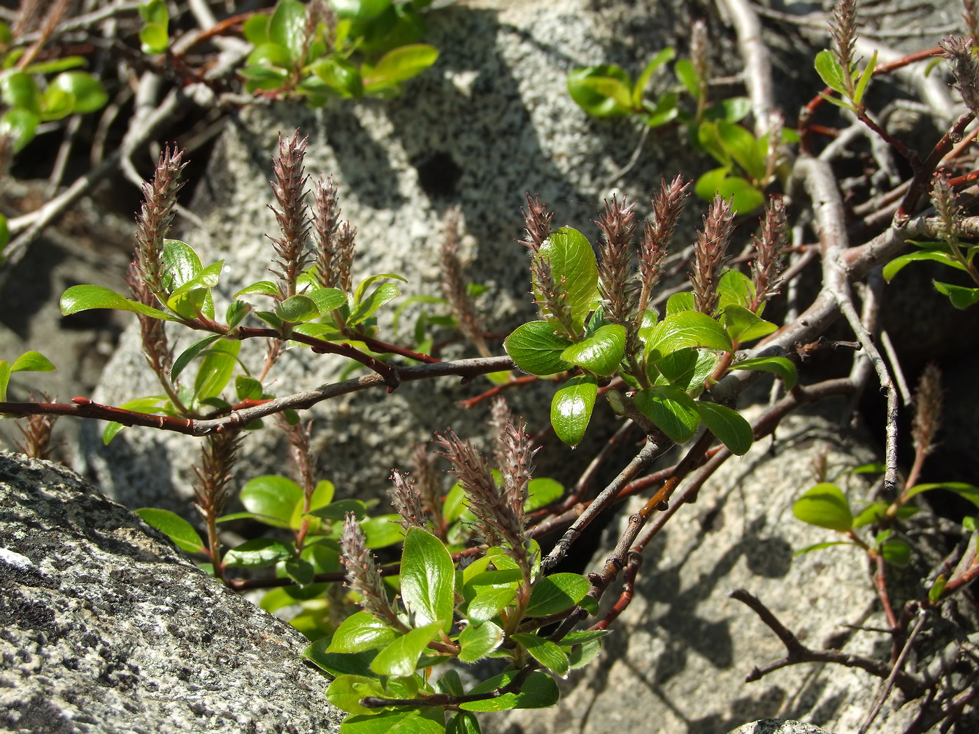 Image of Salix arctica specimen.
