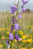 Campanula rapunculoides. Часть соцветия. Ленинградская обл., Ломоносовский р-н, окр. дер. Глядино, суходольный луг на известняке. 22.07.2018.