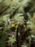 Marchantia polymorpha. Архегониофор со вскрывшимися спорангиями (видны элатеры, способствующие рассеиванию спор). Свердловская обл., окр. г. Заречный, Черемшанское болото, исток речки Пушкарихи. 02.08.2018.