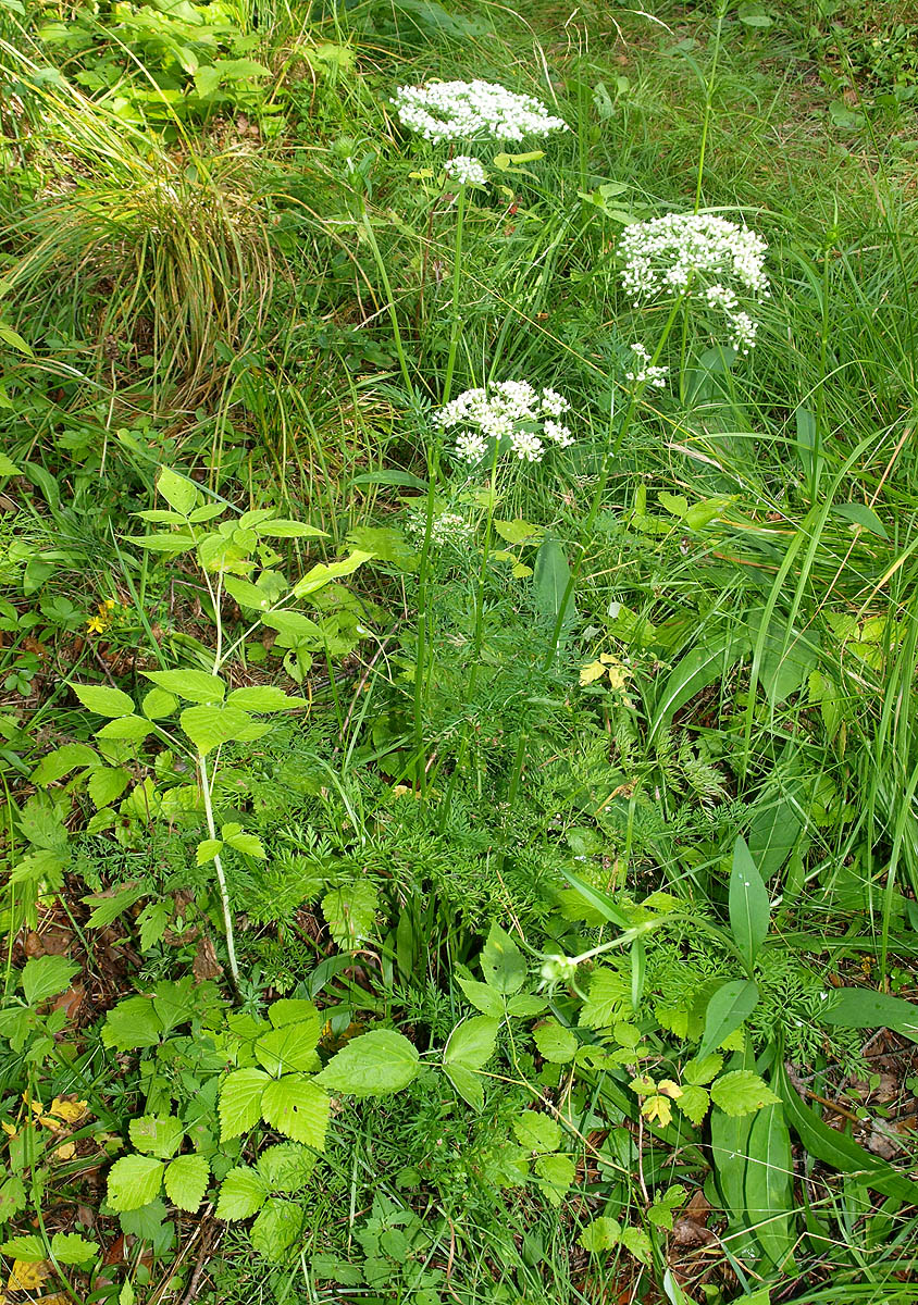 Изображение особи Selinum carvifolia.