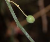 Capparis decidua. Часть побега с созревающим плодом. Израиль, впадина Мёртвого моря, заповедник \"Нахаль Давид\", участок редких растений. 03.01.2019.