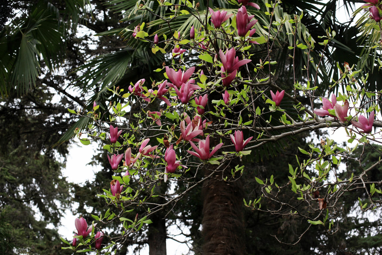 Image of Magnolia &times; soulangeana specimen.