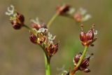 Juncus articulatus. Часть соцветия с цветками и завязавшимися плодами. Нидерланды, провинция Gelderland, община Bronkhorst, окр. дер. Zelhem, участок со снятым несколько лет назад верхним слоем почвы. 10 июля 2010 г.