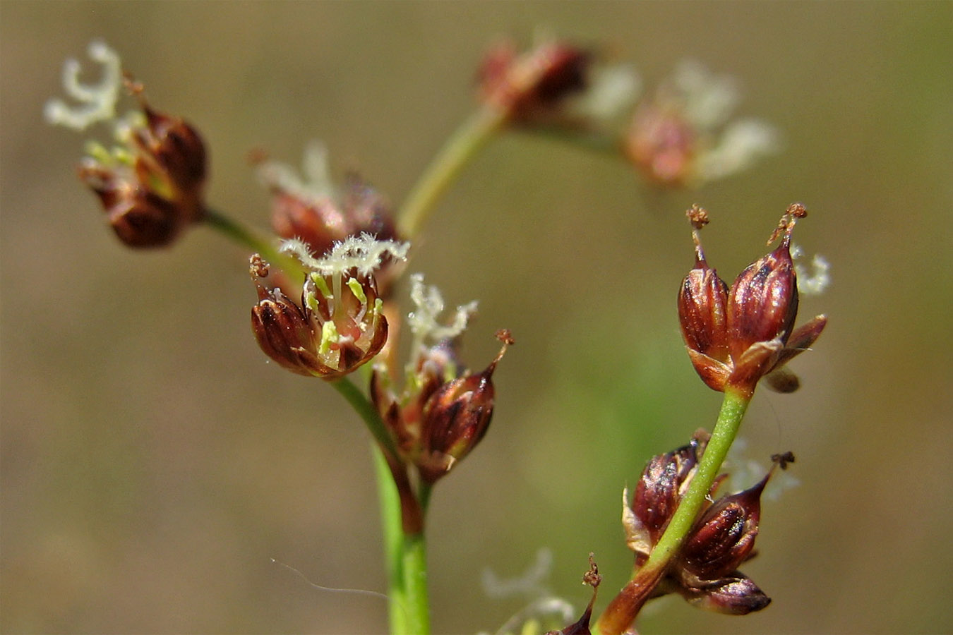 Image of Juncus articulatus specimen.