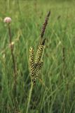 Carex nigra