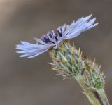 Volutaria lippii