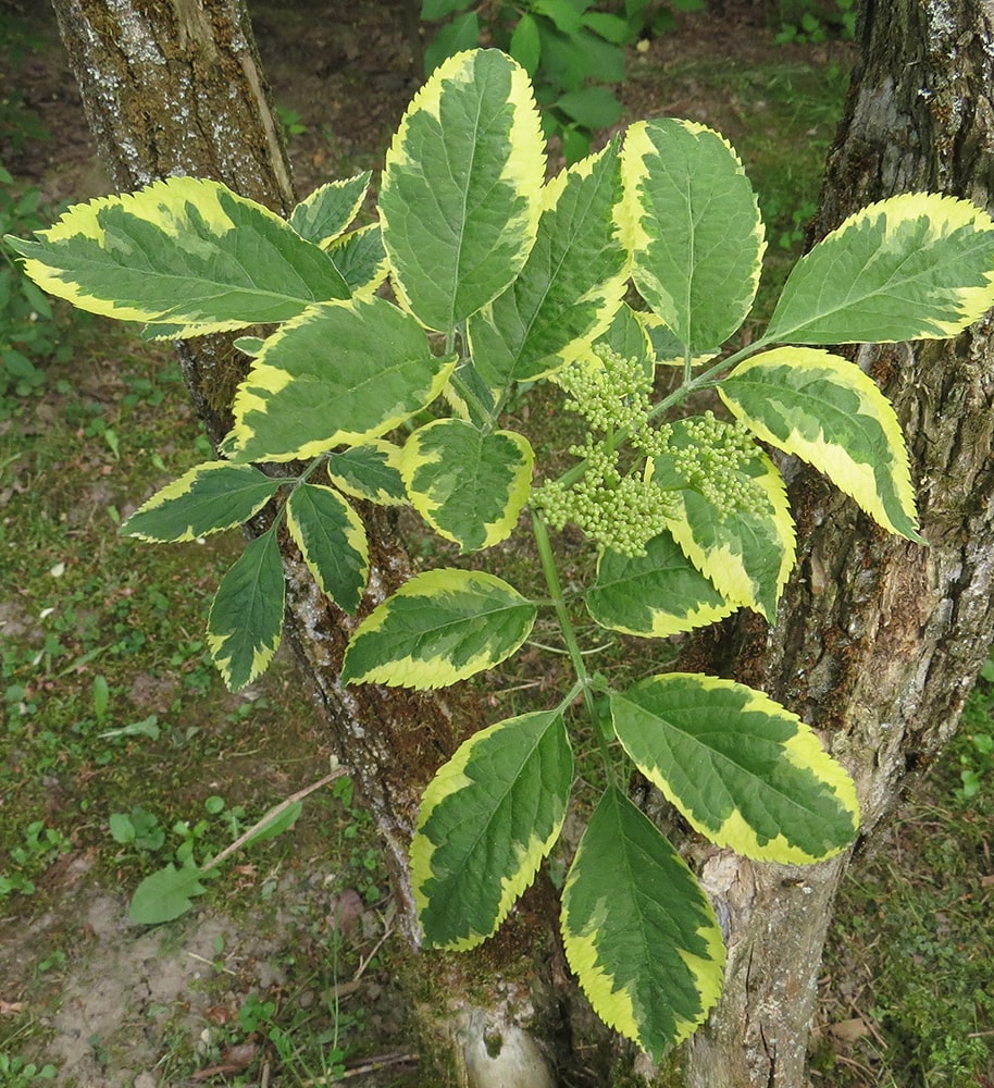 Изображение особи Sambucus nigra.