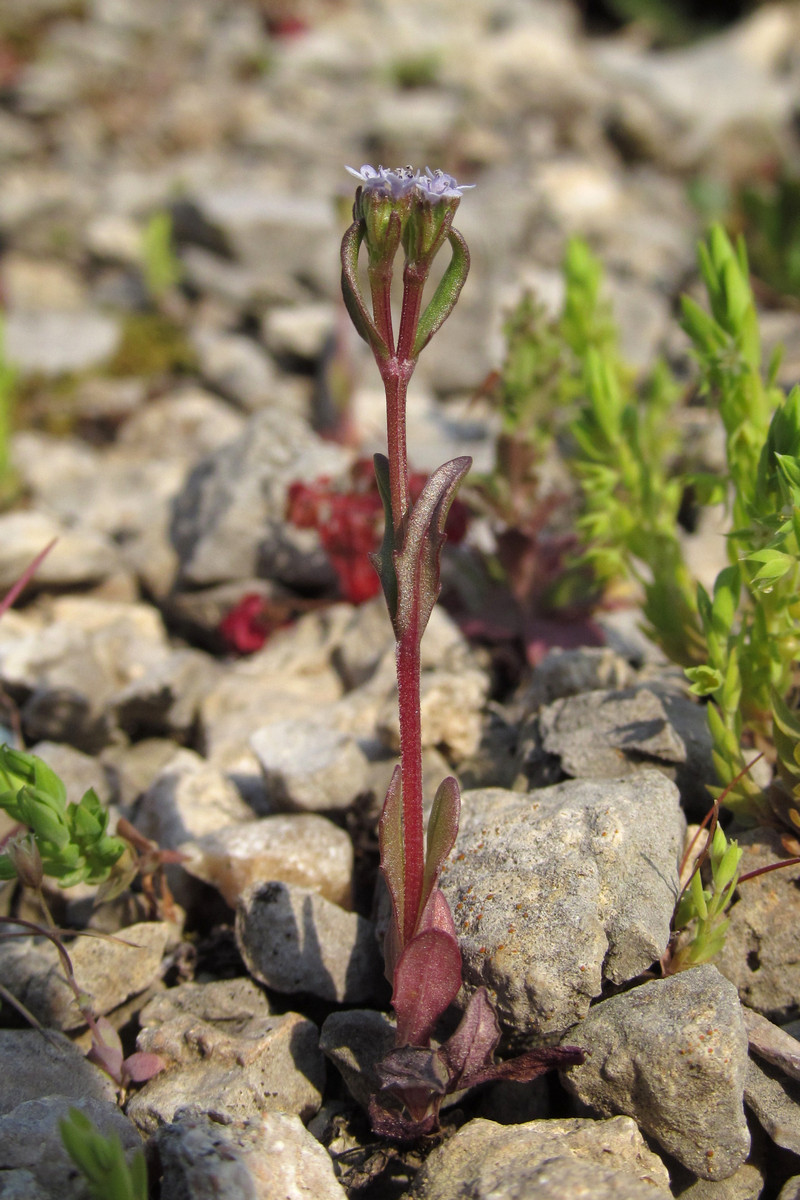 Image of Valerianella falconida specimen.