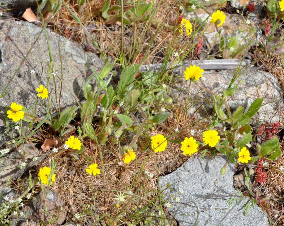 Изображение особи Hedypnois rhagadioloides.