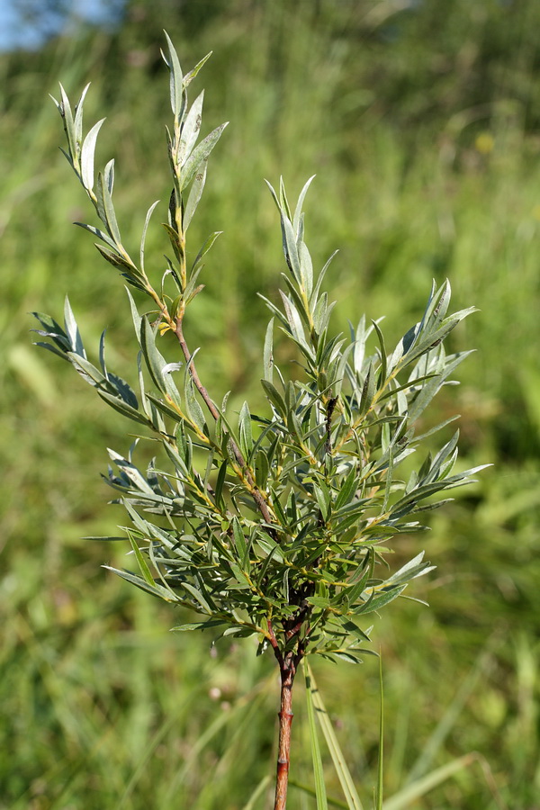 Изображение особи Salix rosmarinifolia.