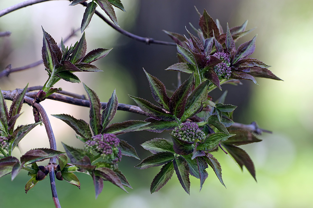 Image of Sambucus sibirica specimen.