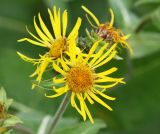 Inula helenium. Соцветия. Саратовская обл., Хвалынский р-н, окр. пос. Алексеевка, луг в низинке у дороги. 06.08.2018.