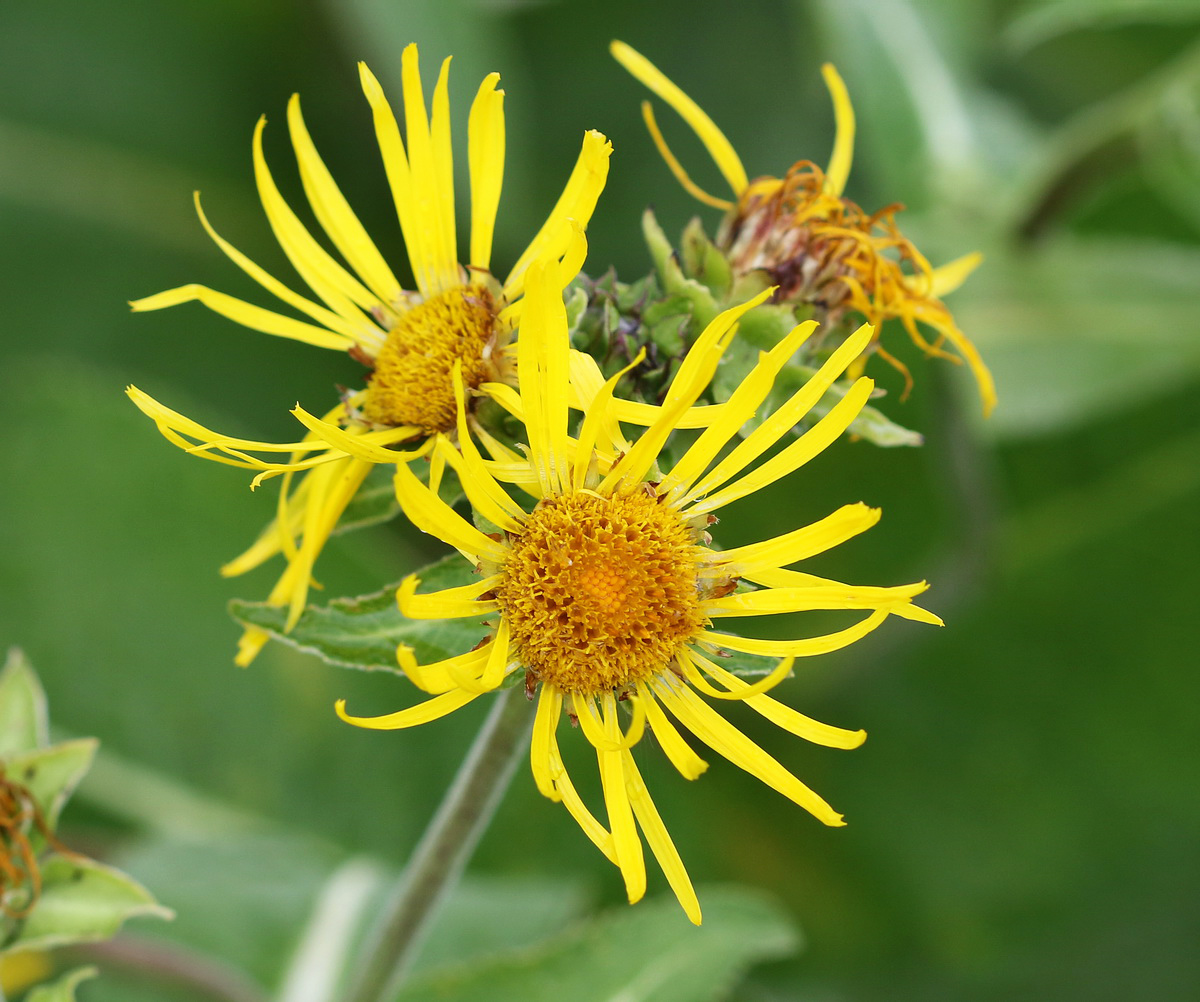 Image of Inula helenium specimen.