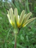 Tragopogon dasyrhynchus. Соцветие (вид сбоку). Дагестан, г/о Махачкала, гора Тарки-Тау, опушка леса. 21.04.2019.