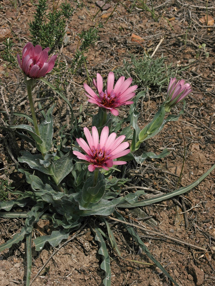 Изображение особи Tragopogon ruber.