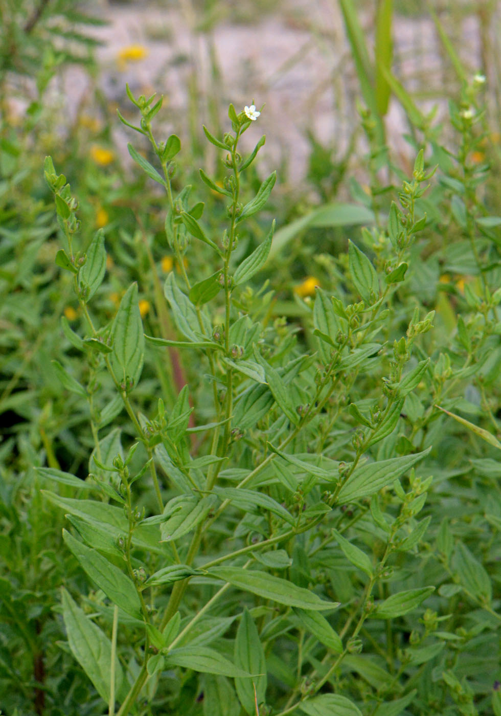 Image of Lithospermum officinale specimen.