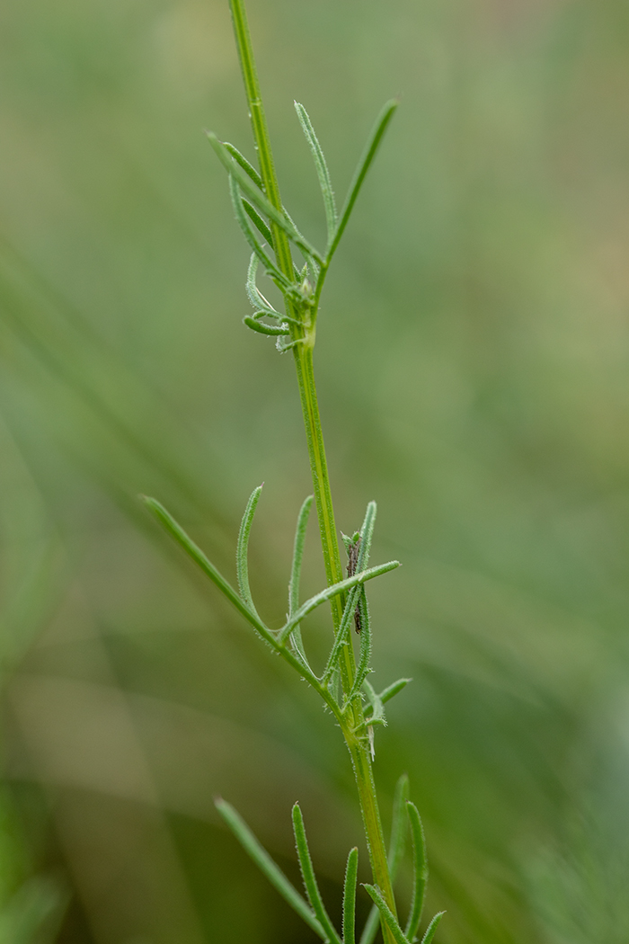 Изображение особи Crupina vulgaris.