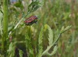 Tanacetum vulgare. Часть побега с клопом (Graphosoma lineatum) и тлями. Марий Эл, г. Йошкар-Ола, мкр-н Гомзово, заброшенный участок около частного сектора. 14.07.2019.