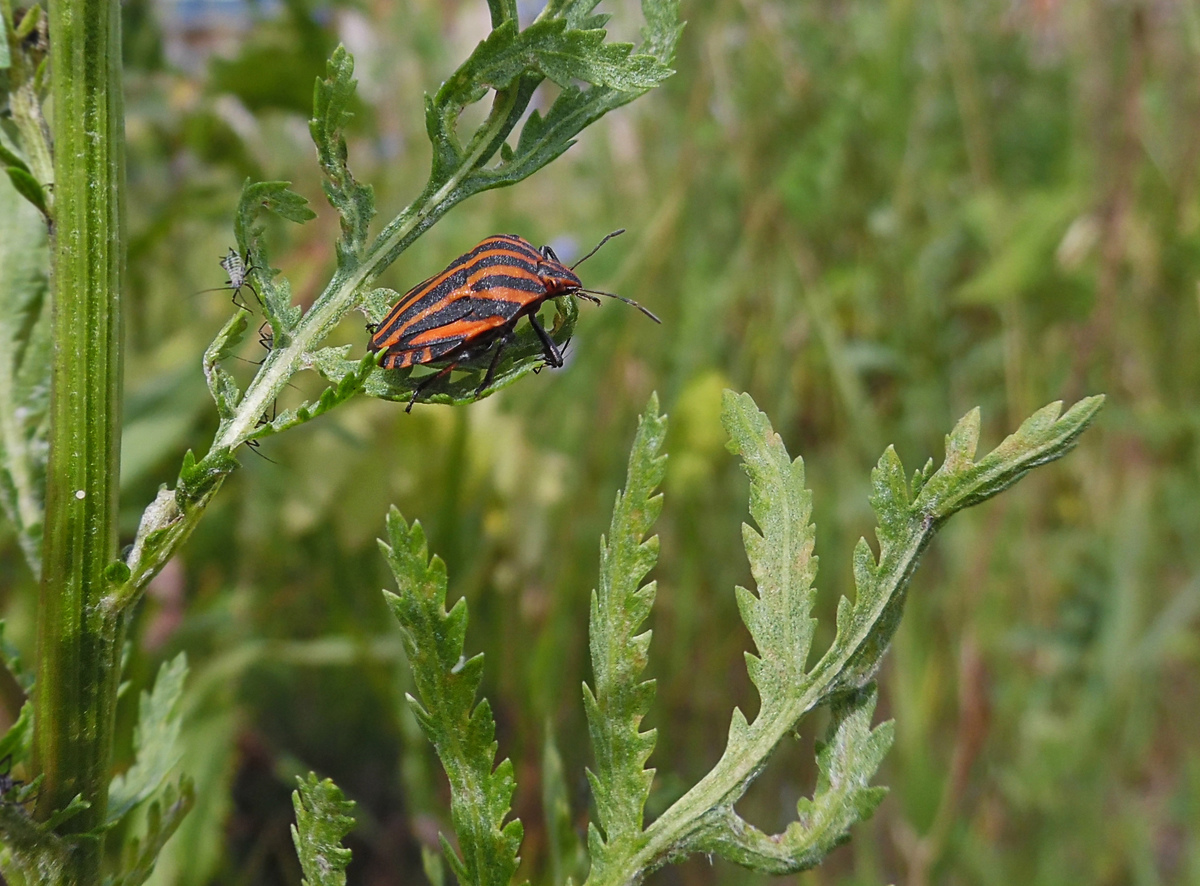 Image of Tanacetum vulgare specimen.